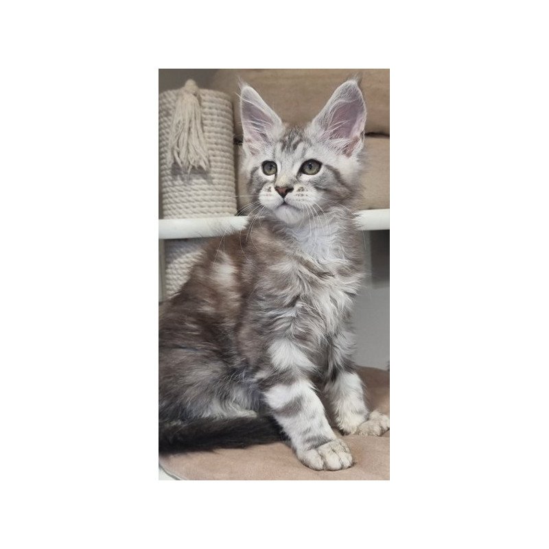 Maine Coon Alva Dexter