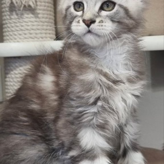 Maine Coon Alva Dexter