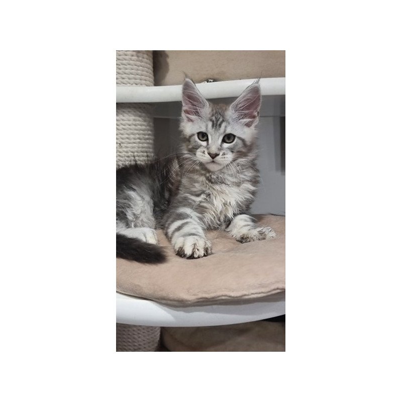 Maine Coon Alva Dexter