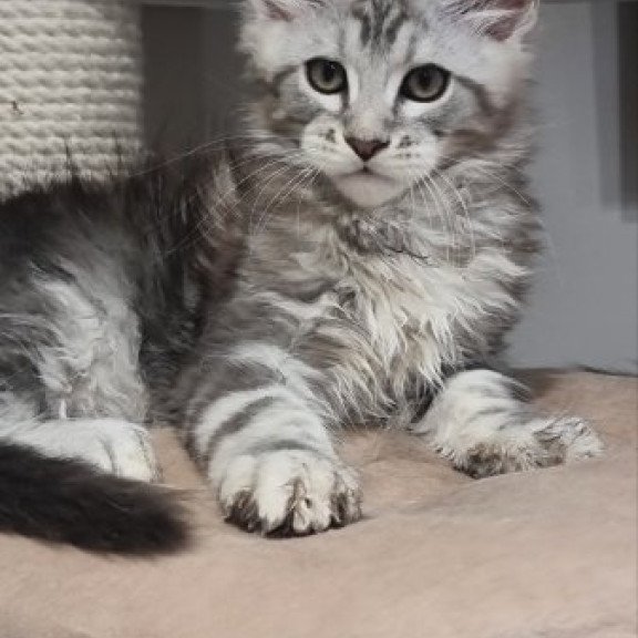 Maine Coon Alva Dexter