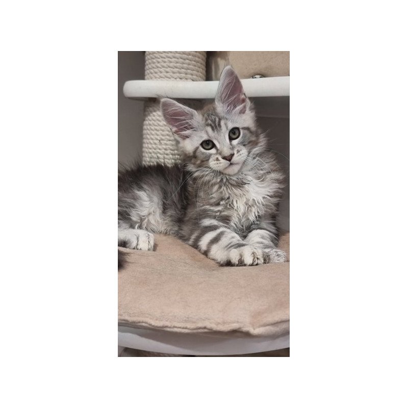 Maine Coon Alva Dexter