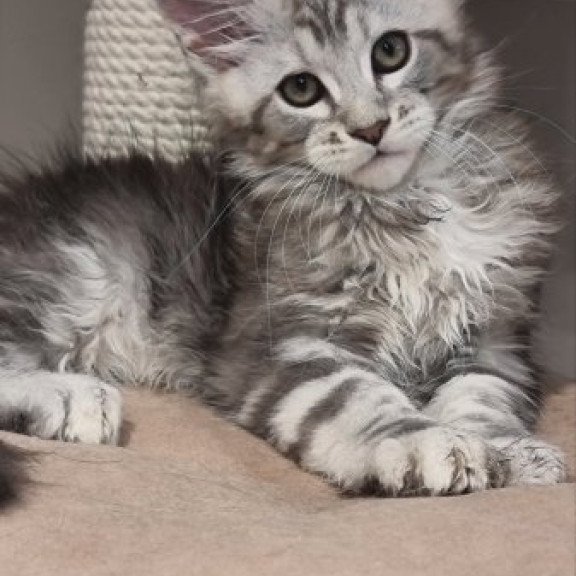 Maine Coon Alva Dexter