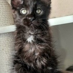Maine Coon Alva Debora