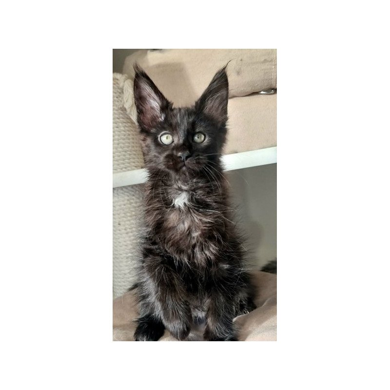 Maine Coon Alva Debora