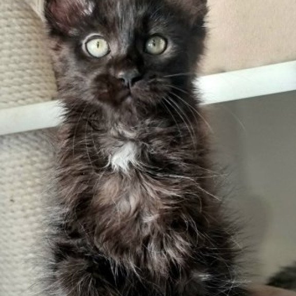 Maine Coon Alva Debora