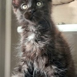 Maine Coon Alva Debora