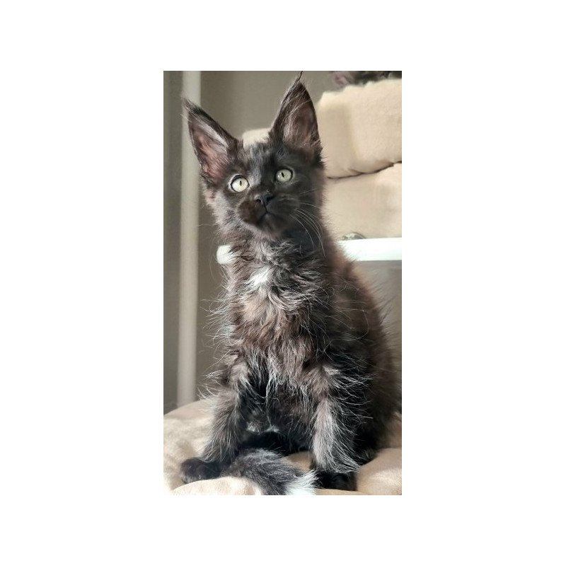 Maine Coon Alva Debora