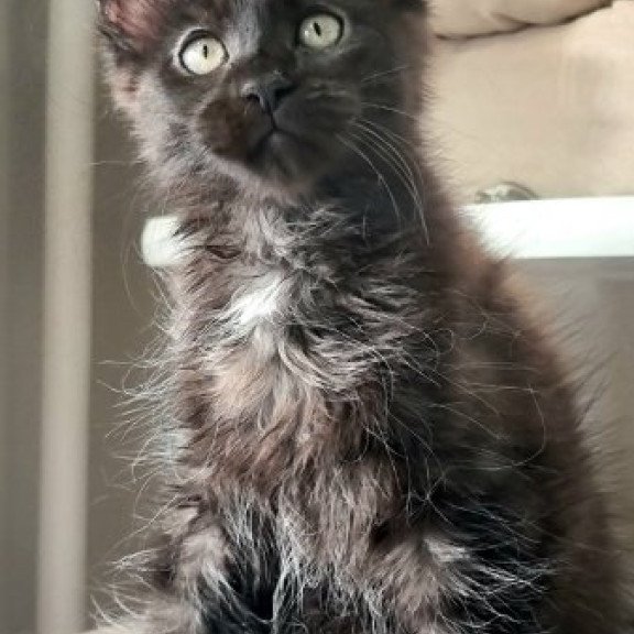 Maine Coon Alva Debora