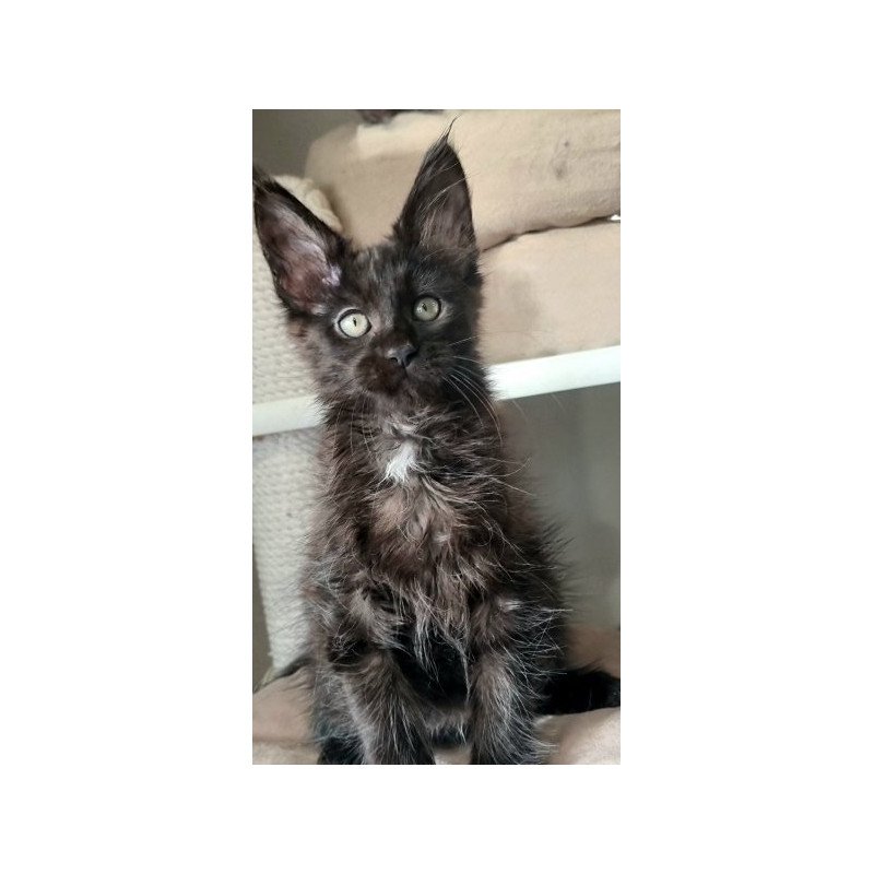Maine Coon Alva Debora