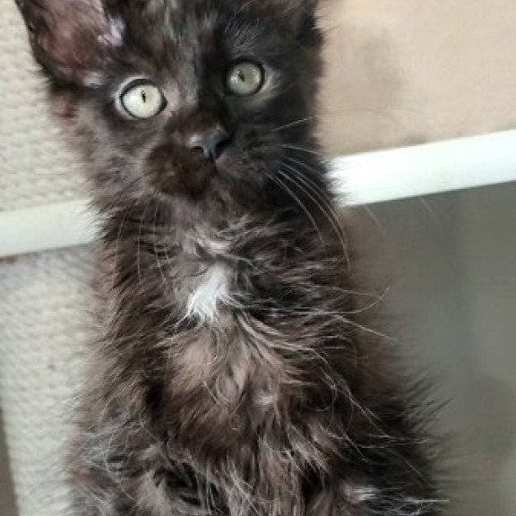 Maine Coon Alva Debora