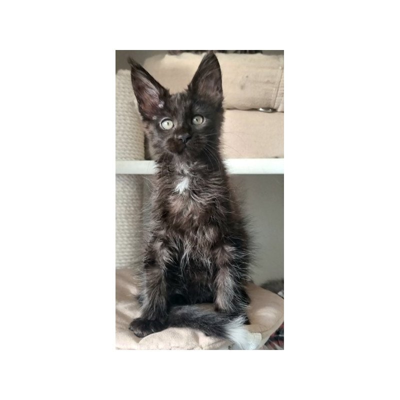 Maine Coon Alva Debora