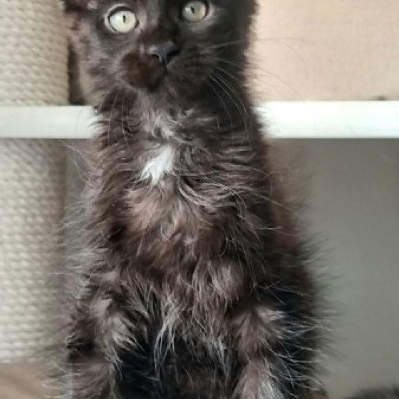 Maine Coon Alva Debora