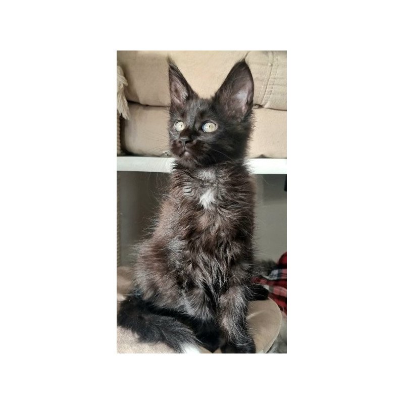 Maine Coon Alva Debora