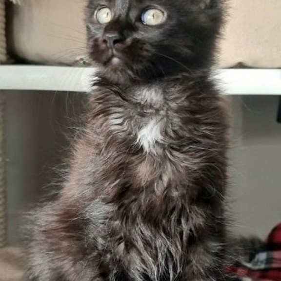 Maine Coon Alva Debora