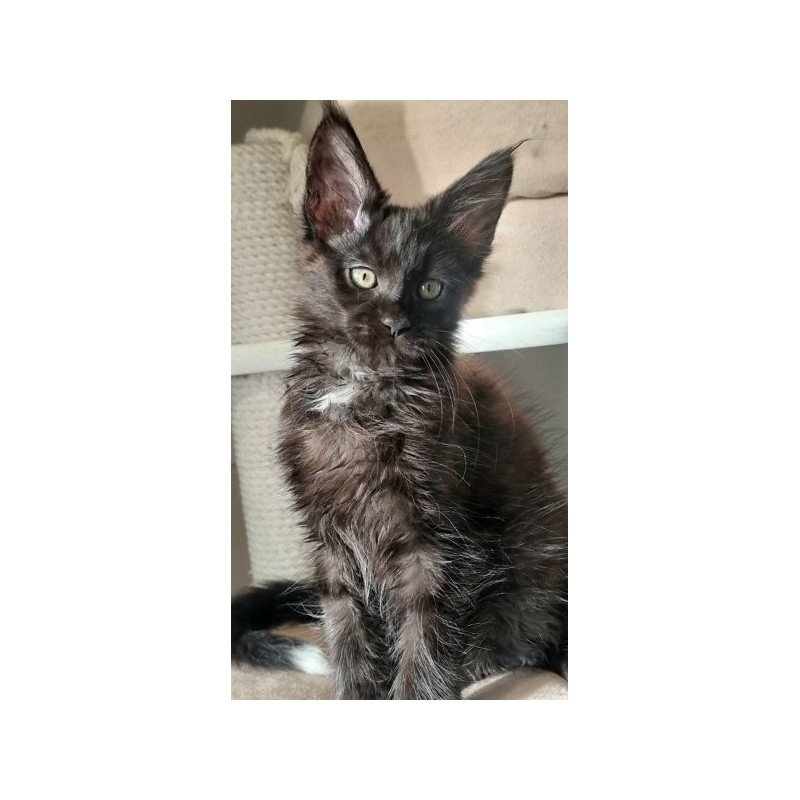 Maine Coon Alva Debora
