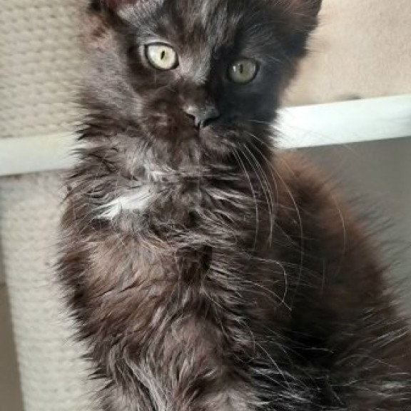 Maine Coon Alva Debora