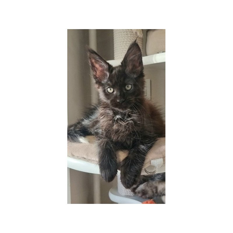 Maine Coon Alva Debora
