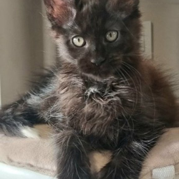 Maine Coon Alva Debora
