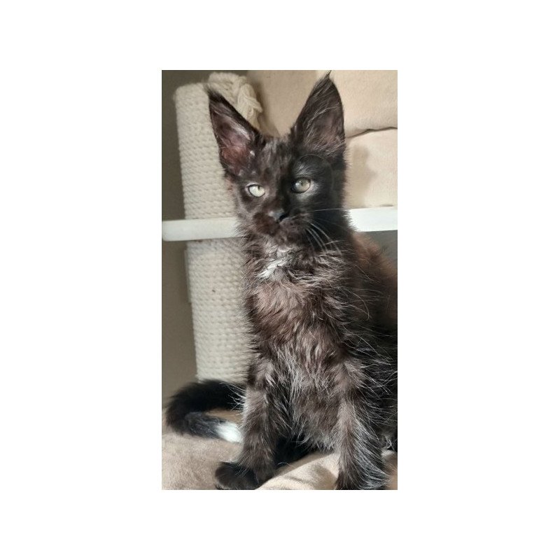 Maine Coon Alva Debora