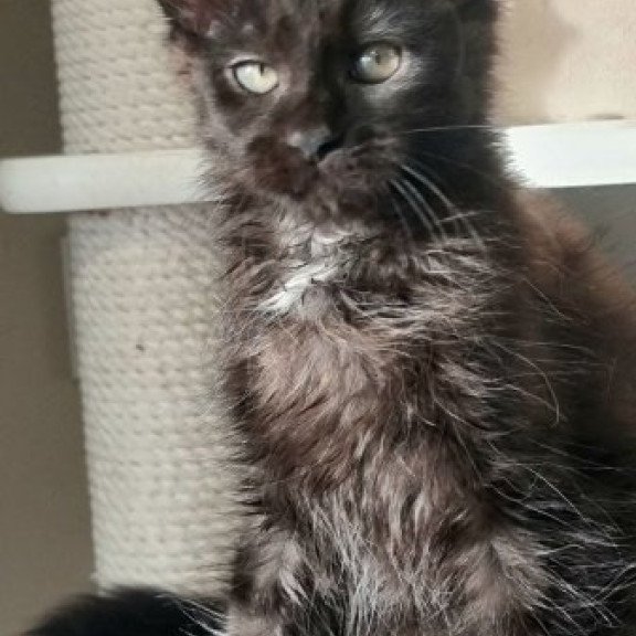 Maine Coon Alva Debora