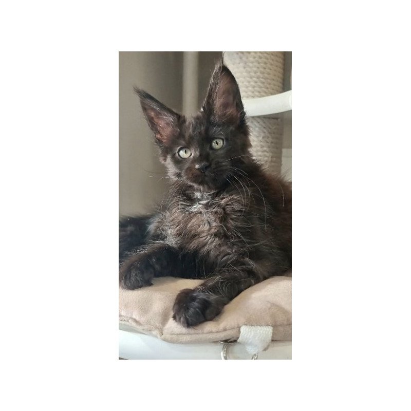 Maine Coon Alva Debora
