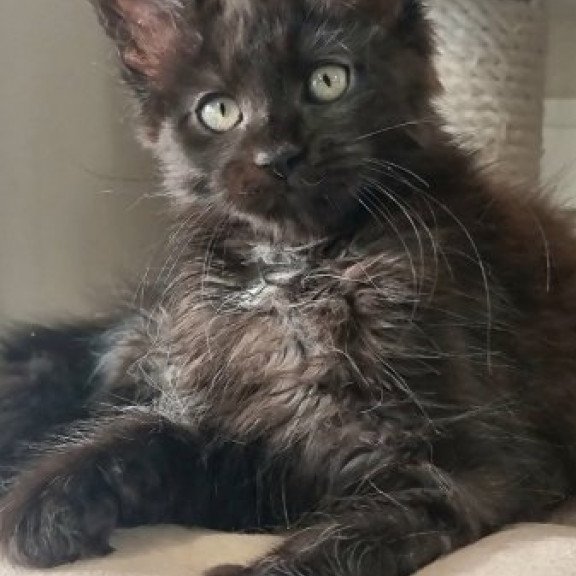 Maine Coon Alva Debora