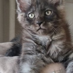 Maine Coon Alva Dixon
