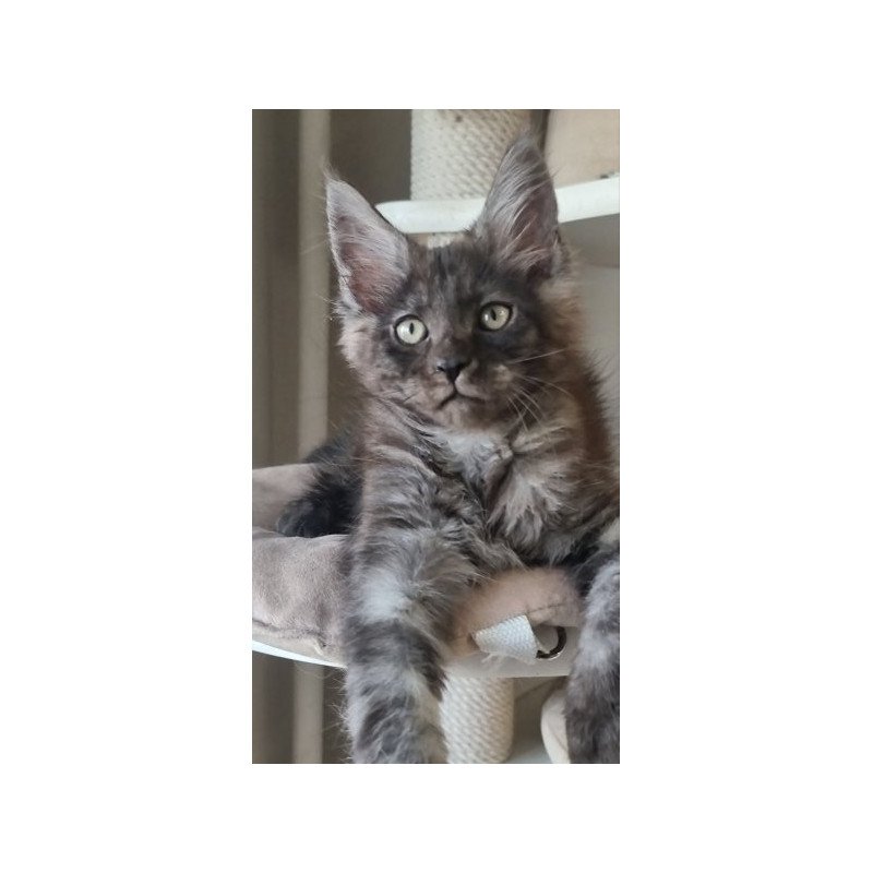 Maine Coon Alva Dixon