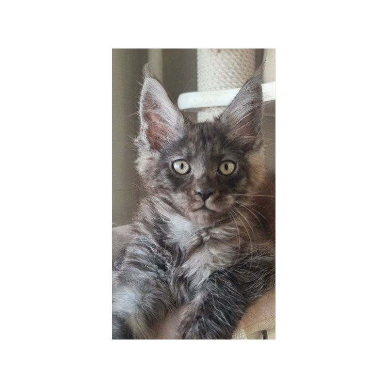 Maine Coon Alva Dixon
