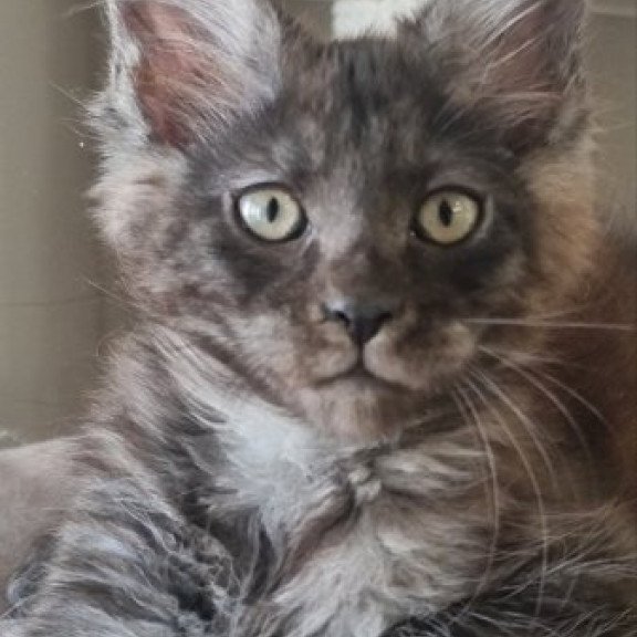 Maine Coon Alva Dixon