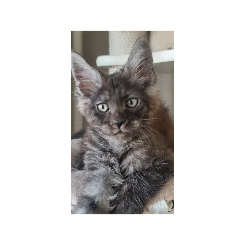 Maine Coon Alva Dixon