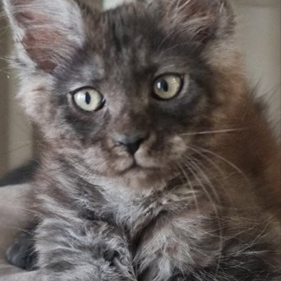 Maine Coon Alva Dixon