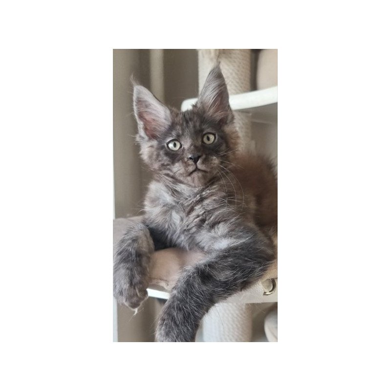 Maine Coon Alva Dixon