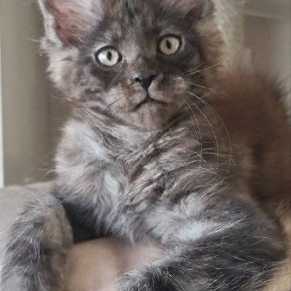 Maine Coon Alva Dixon