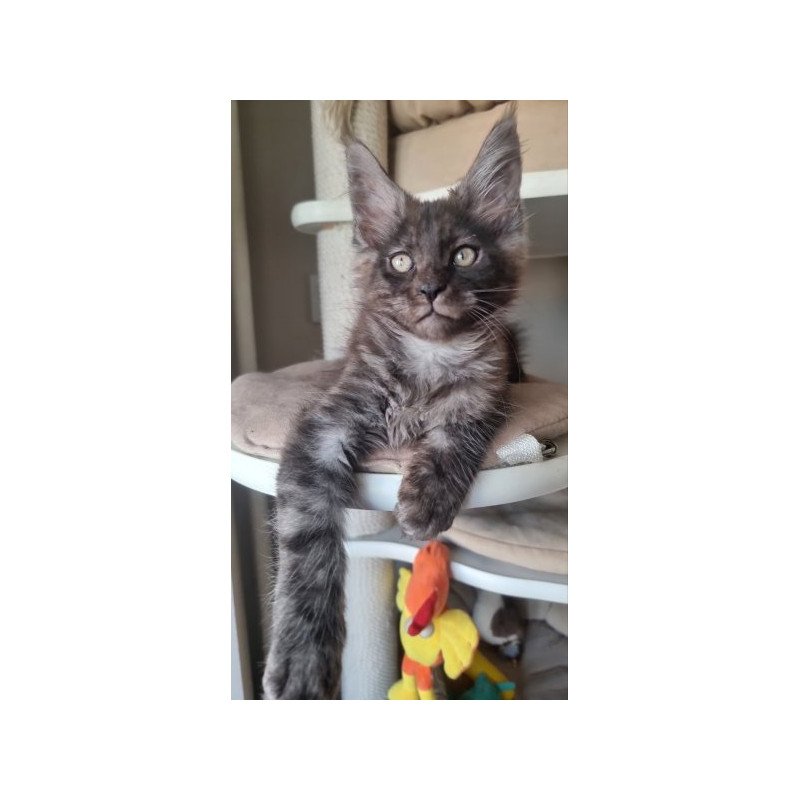 Maine Coon Alva Dixon