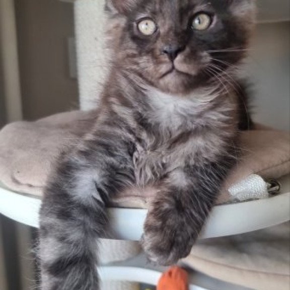 Maine Coon Alva Dixon