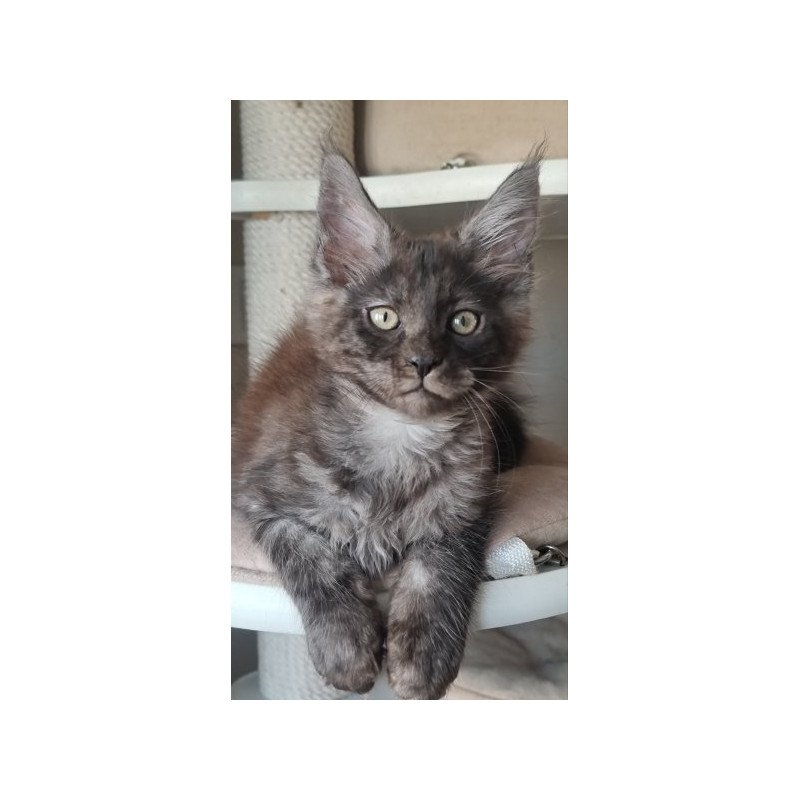 Maine Coon Alva Dixon
