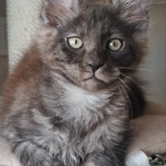 Maine Coon Alva Dixon