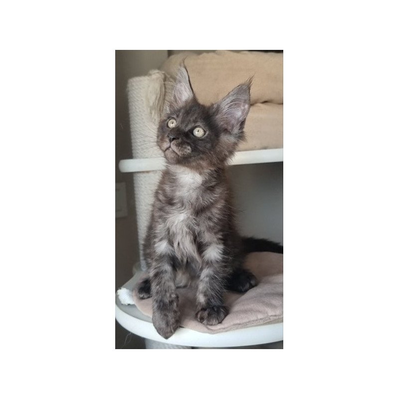 Maine Coon Alva Dixon