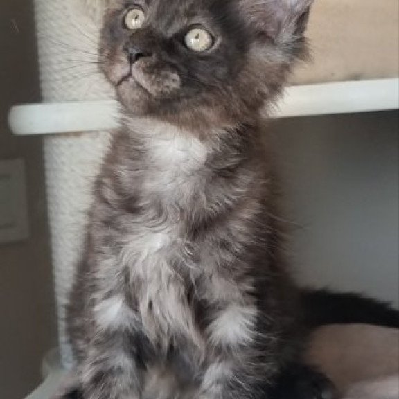 Maine Coon Alva Dixon