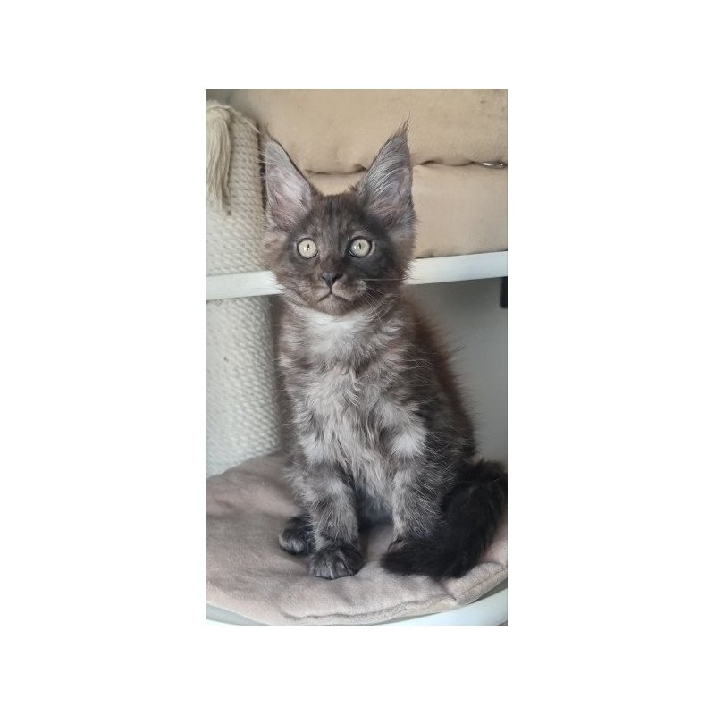 Maine Coon Alva Dixon
