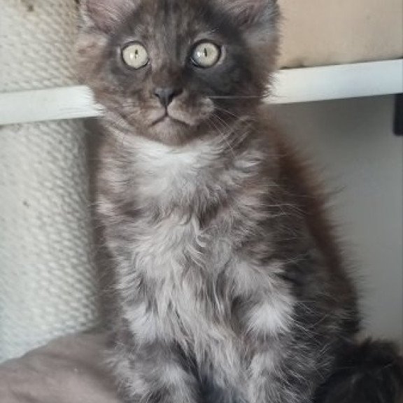 Maine Coon Alva Dixon