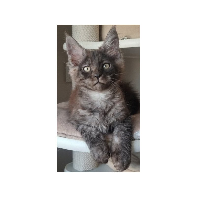 Maine Coon Alva Dixon