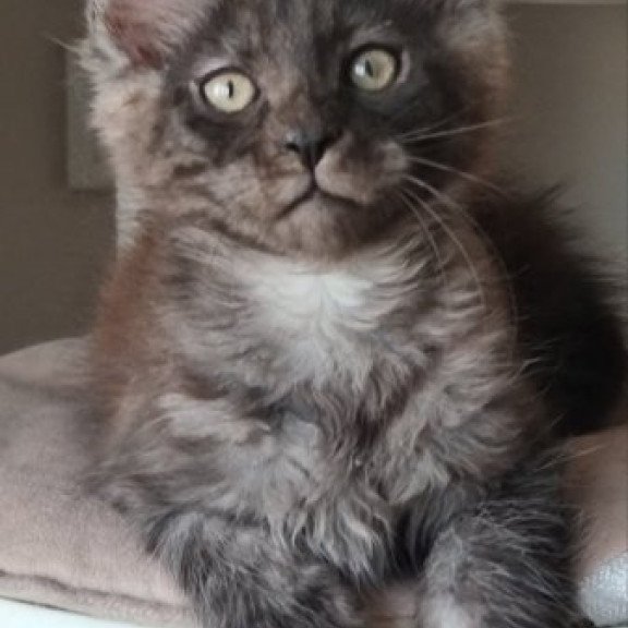 Maine Coon Alva Dixon