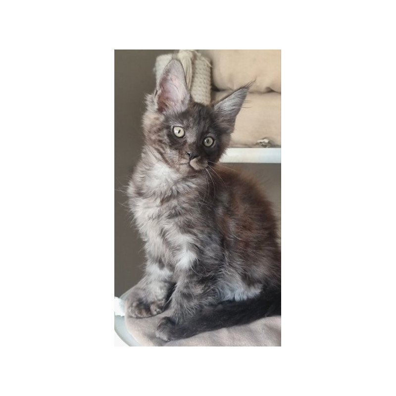 Maine Coon Alva Dixon