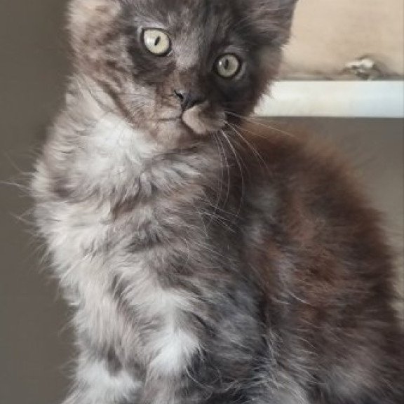 Maine Coon Alva Dixon