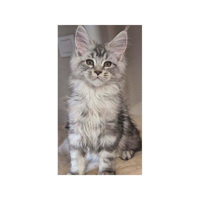 Maine Coon Alva Delina