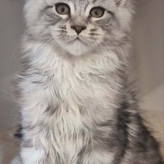 Maine Coon Alva Delina
