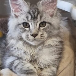 Maine Coon Alva Delina