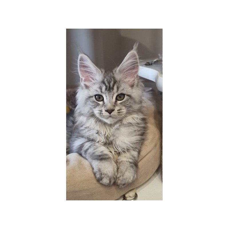 Maine Coon Alva Delina